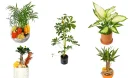 Where Does the Olive Tree Grow?