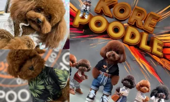 Yavru Köpek Sahiplenmeden Önce Nelere Hazırlıklı Olunmalı?