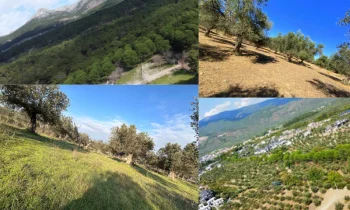 Edremit Satılık Zeytinlik ile Zeytinyağı Üretimine Başlayın