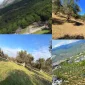 Edremit Satılık Zeytinlik ile Zeytinyağı Üretimine Başlayın