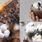 Bio-Baumwolle Kullanımının Artışının Sebepleri Nelerdir?